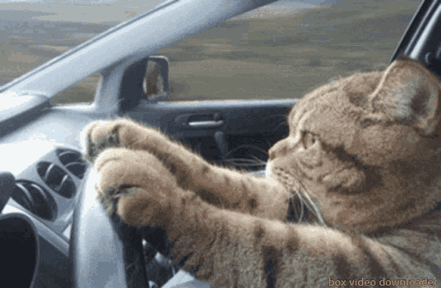 cat driving