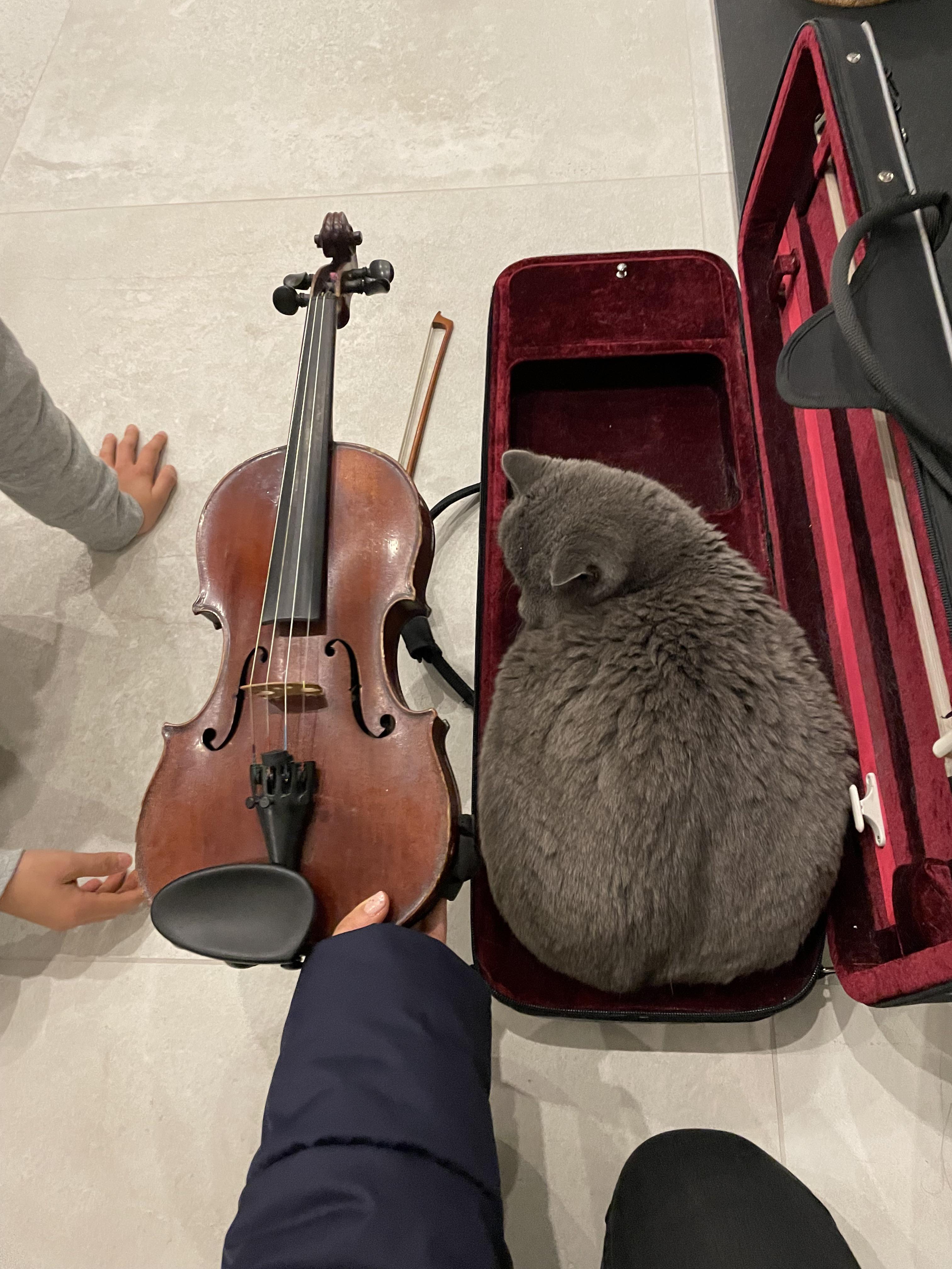 cat sitting in a violin case