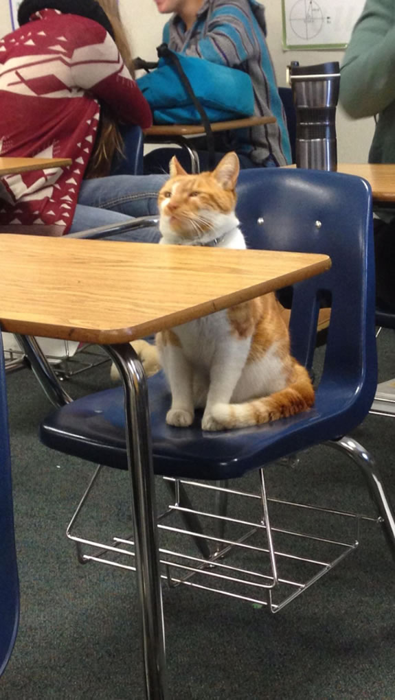 school cat